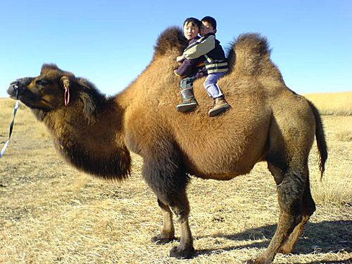 Les enfants des steppes de Mongolie