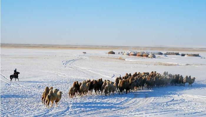 Vers un Zud noir en Mongolie cette année ?