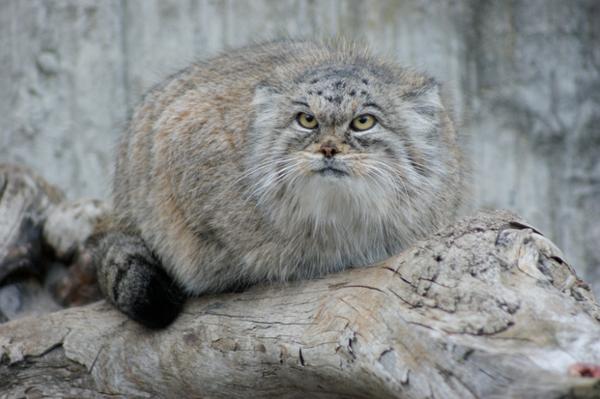 Manul