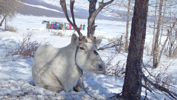 Le festival des glaces, l'incontournable évènement de l'hiver