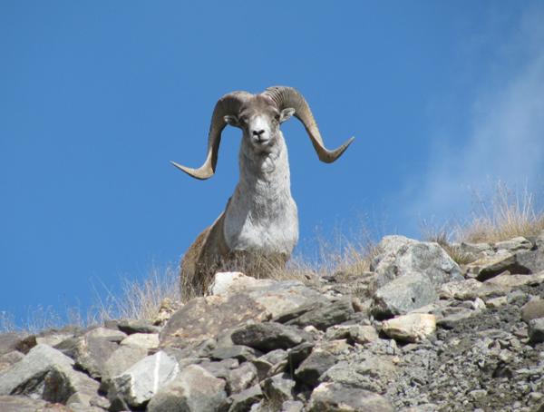 argali