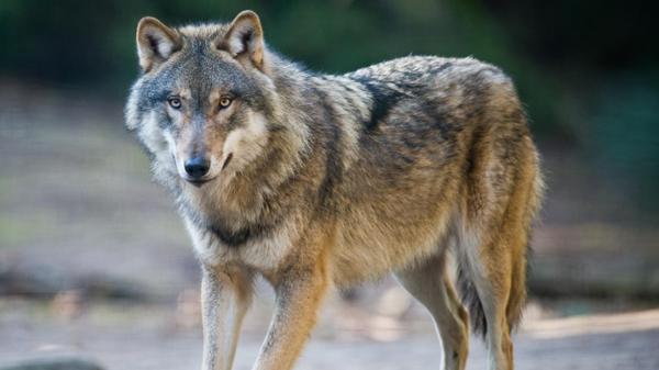 loup mongol