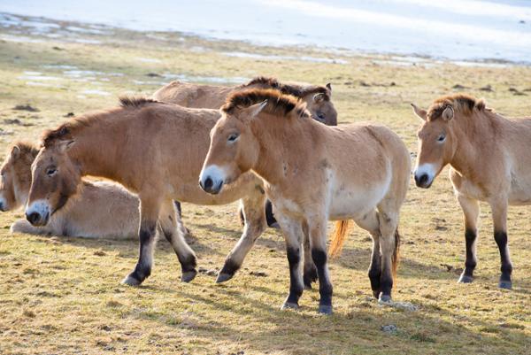 Przewalski horse