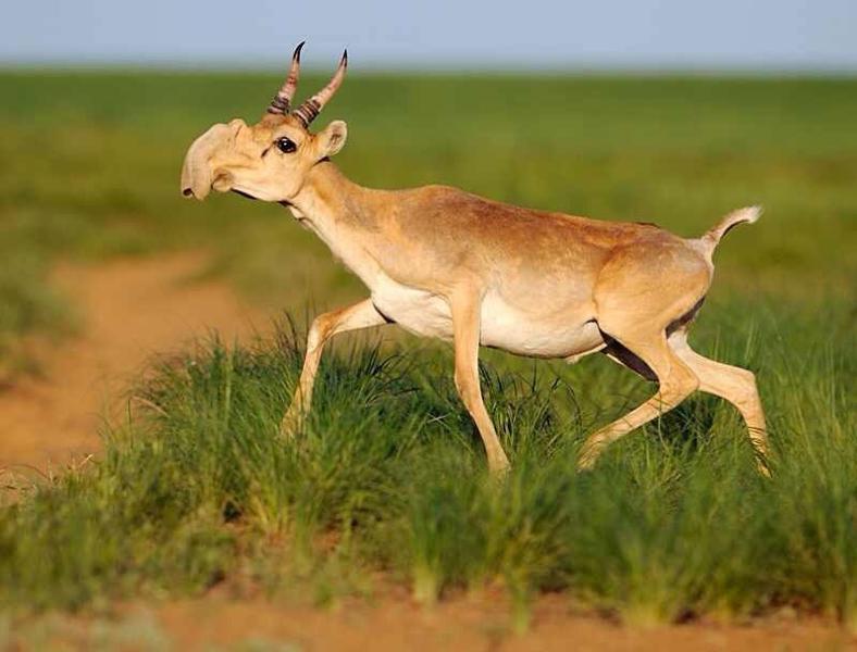 Où aller pour observer la faune de Mongolie