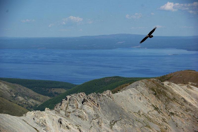 khovsgol eagle