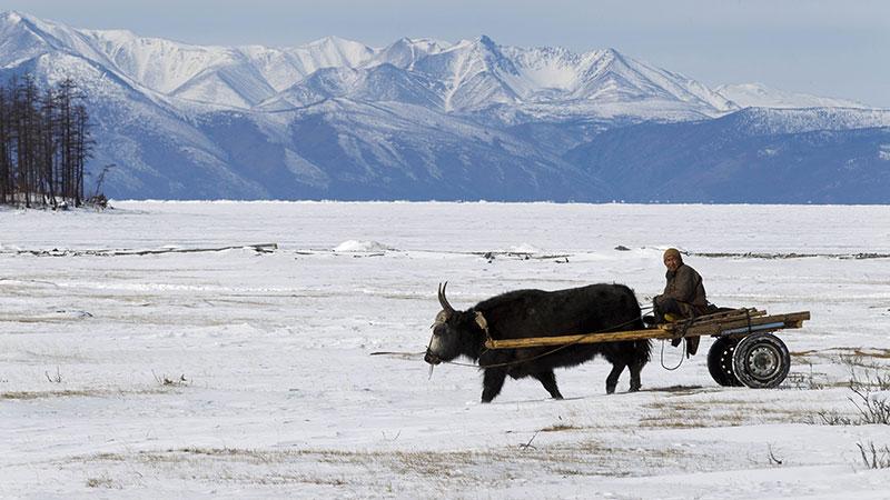 Découvrir la Mongolie en hiver
