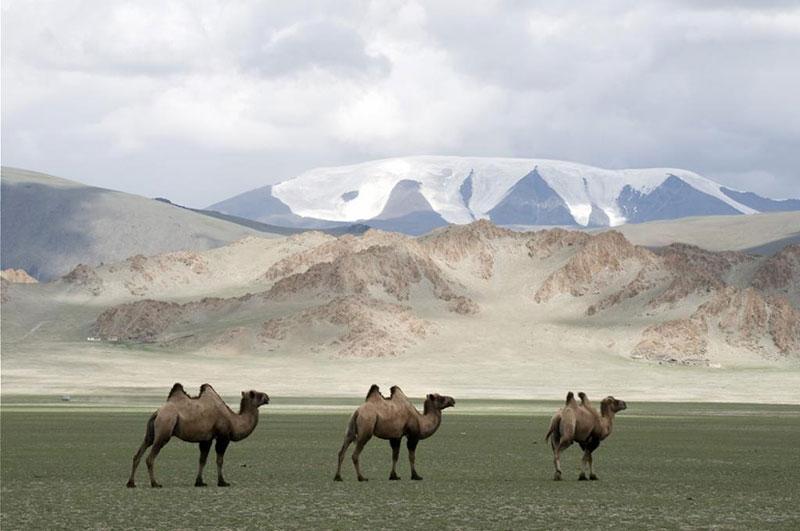 tsambagarav camel