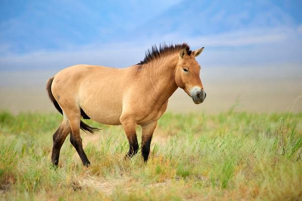 Le retour des chevaux de Przewalski en Mongolie