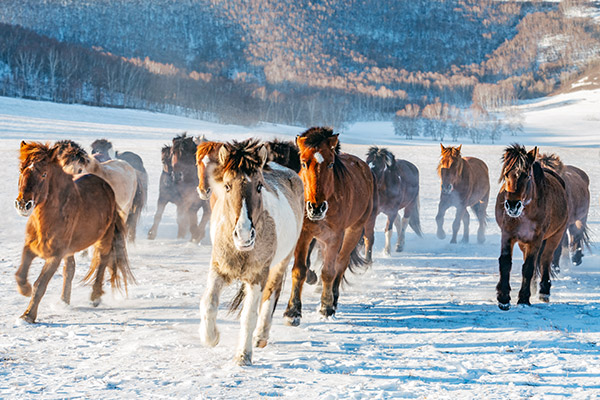 Les festivals d’hiver en Mongolie