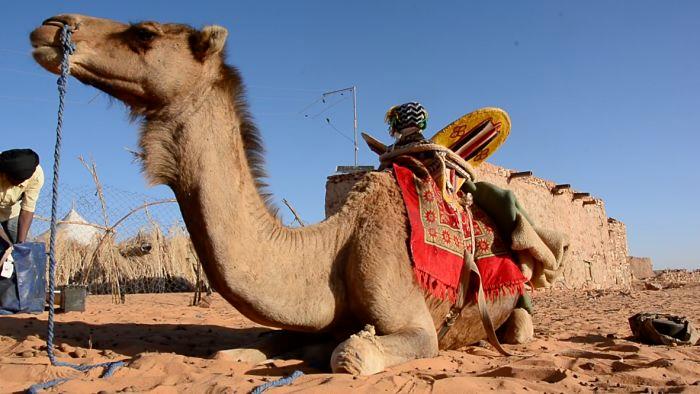 LE DROMADAIRE: un animal exceptionnel qui demande à être connu!! Partie 1