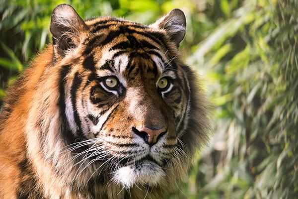 Au Népal, la population de tigre sauvage se porte bien