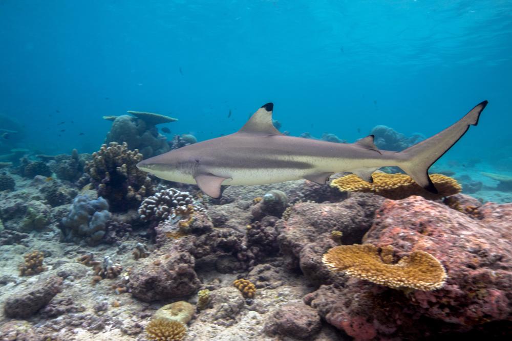 Maya Bay - Retour au bercail des requins à pointes noires
