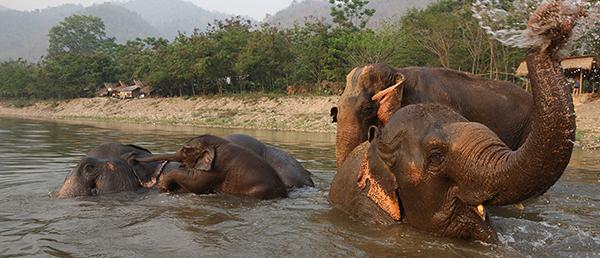 elephant nature park