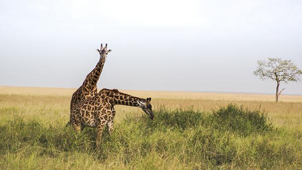 6 parcs nationaux où admirer les plus beaux animaux