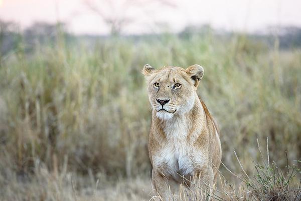6 parcs nationaux où admirer les plus beaux animaux