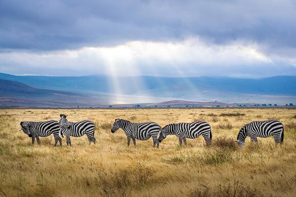 6 parcs nationaux où admirer les plus beaux animaux