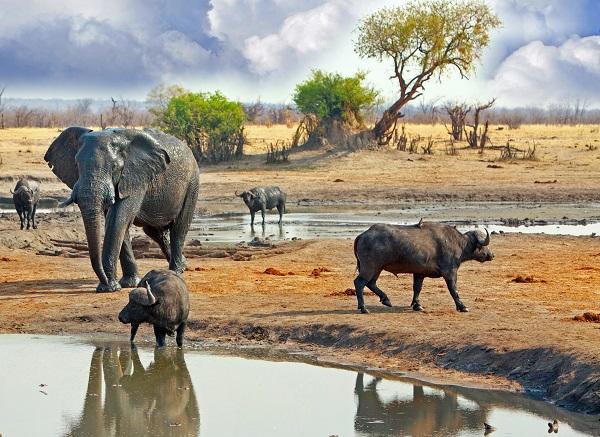 Le Big Five : tout savoir sur les animaux emblématiques des safaris