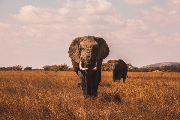 Le Big Five : tout savoir sur les animaux emblématiques des safaris