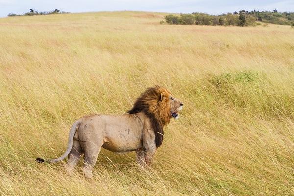 Le Big Five : tout savoir sur les animaux emblématiques des safaris