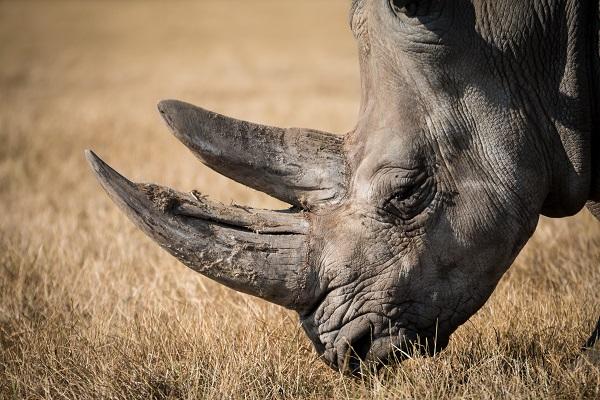 Le Big Five : tout savoir sur les animaux emblématiques des safaris